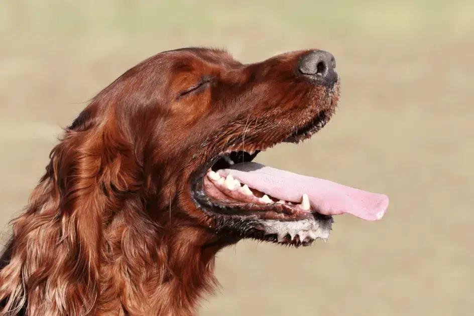 O que significa quando o cachorro lambe o ar sem motivo aparente