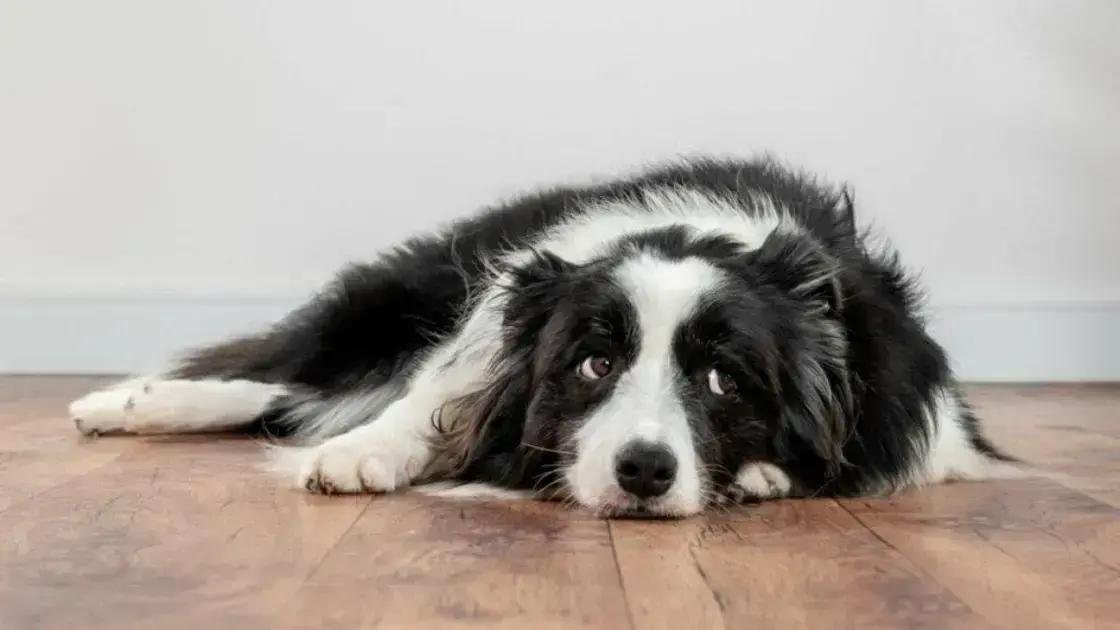 O que significa quando o cachorro suspira deitado e o que está sentindo