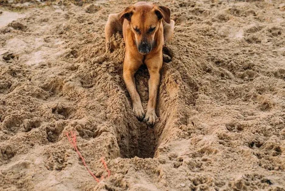 Por que alguns cachorros cavam o chão ou sofá e como evitar problemas