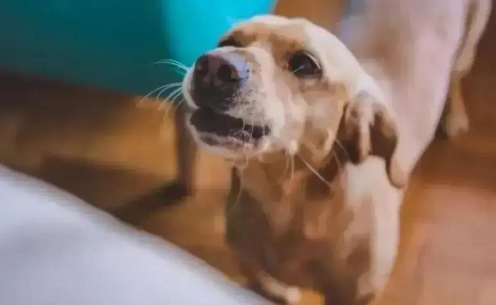 Por que alguns cachorros “conversam” rosnando baixinho e o que isso indica