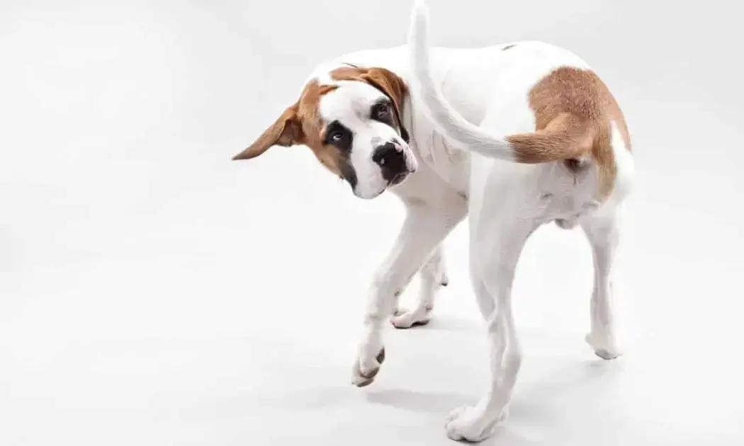 Por que alguns cachorros perseguem o próprio rabo e quando se preocupar