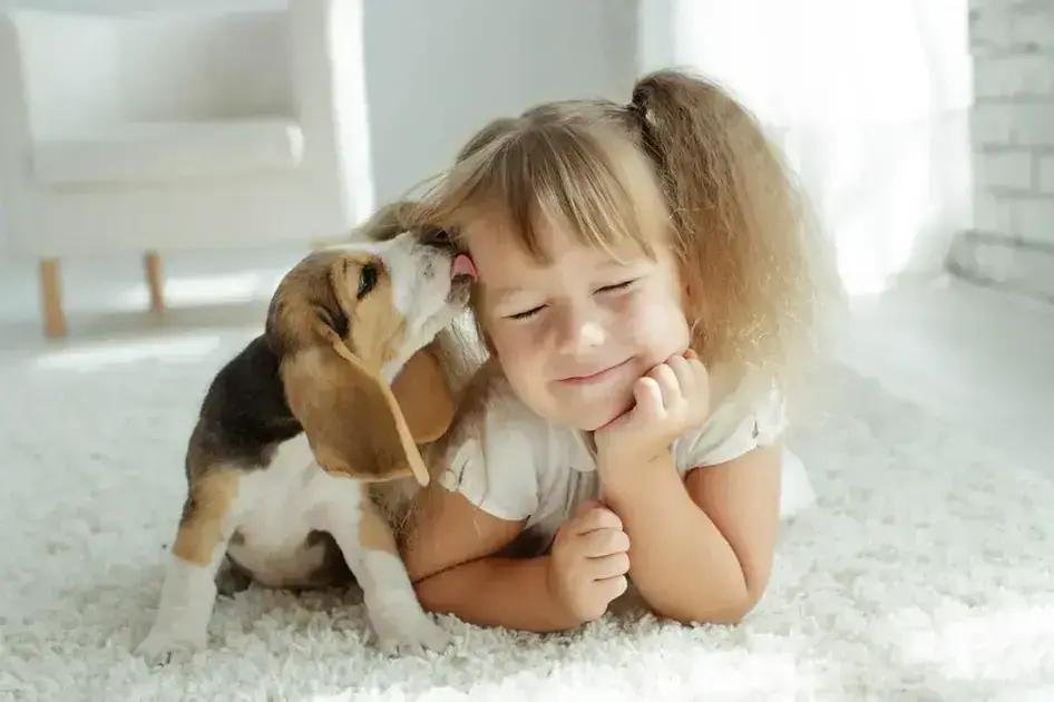 Por que o cachorro sempre escolhe a mesma pessoa da família e como lidar