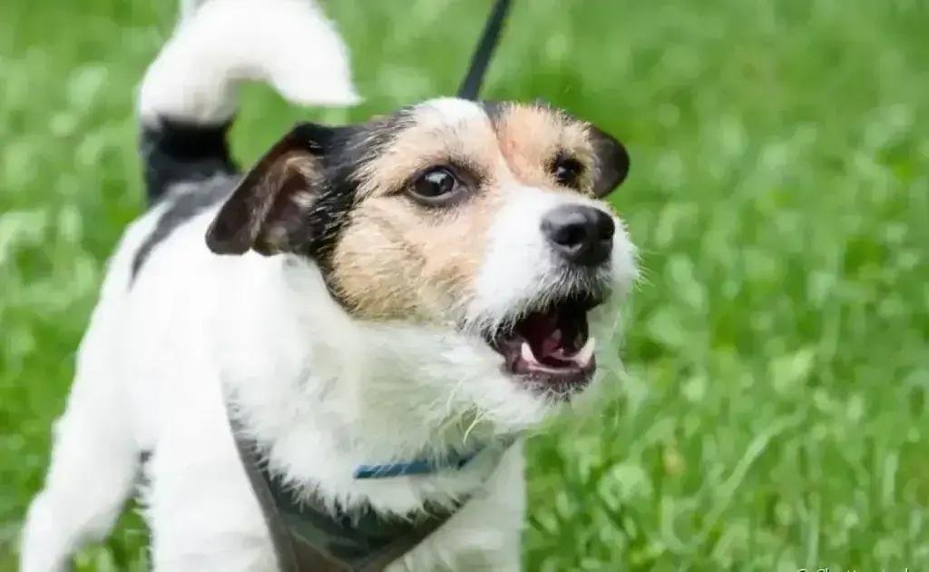 Por que o cachorro só late para algumas pessoas e o que esse comportamento significa