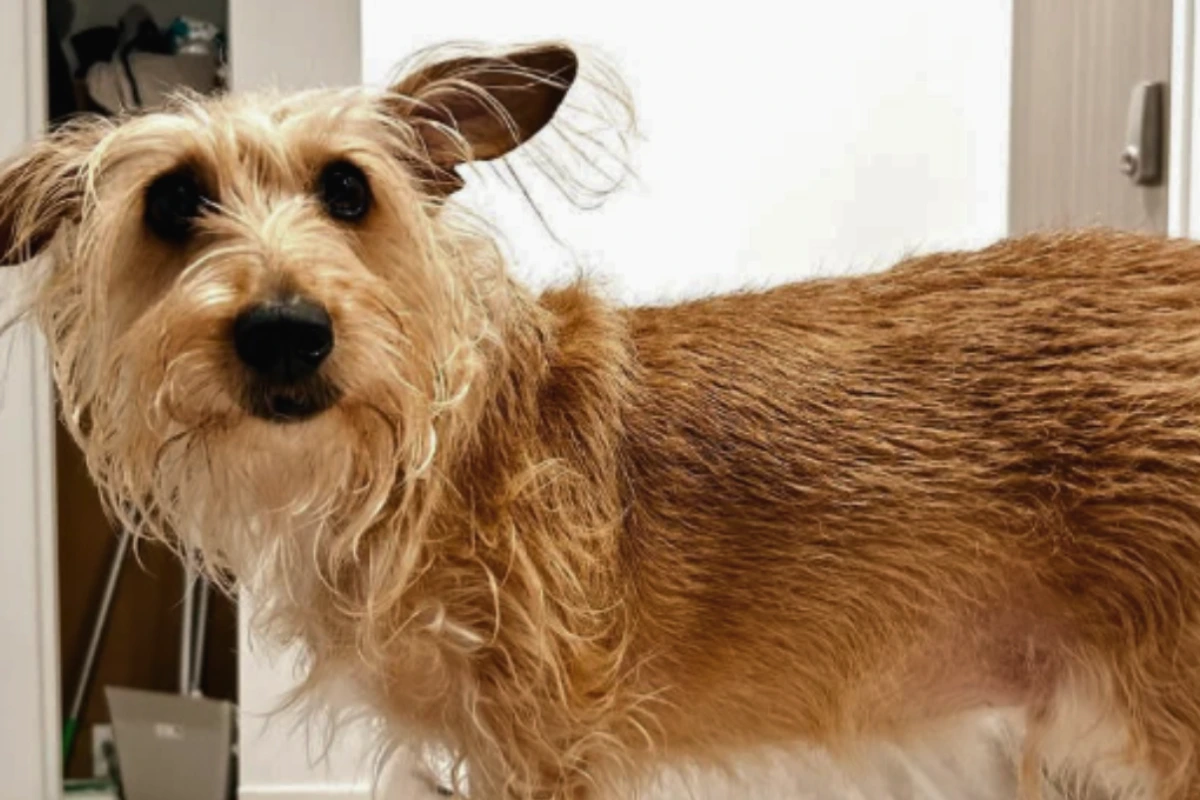 Cachorro Fiapo de Manga