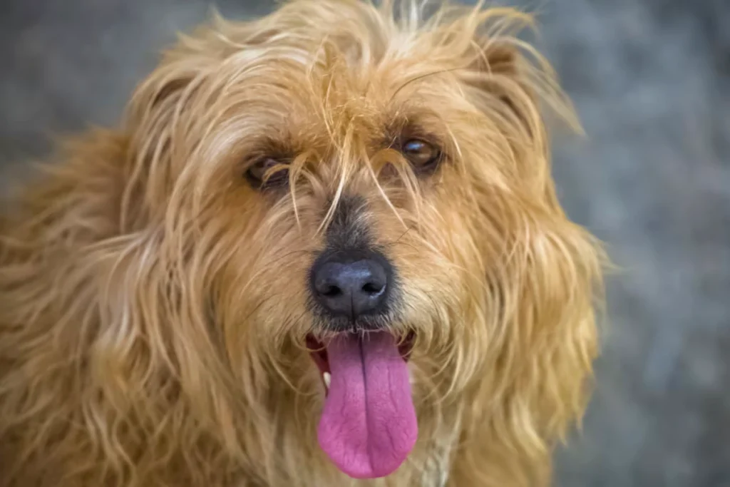 Cachorro Fiapo de Manga