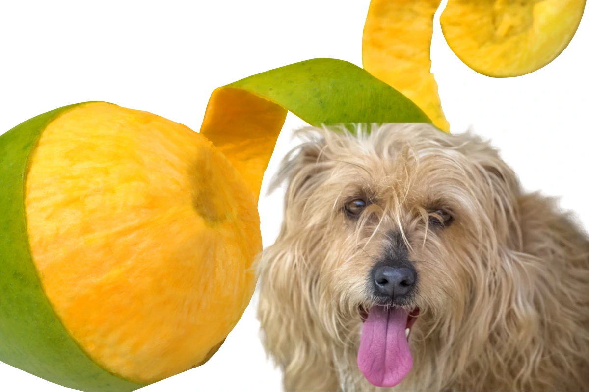 Cachorro Pode Comer Manga com Casca