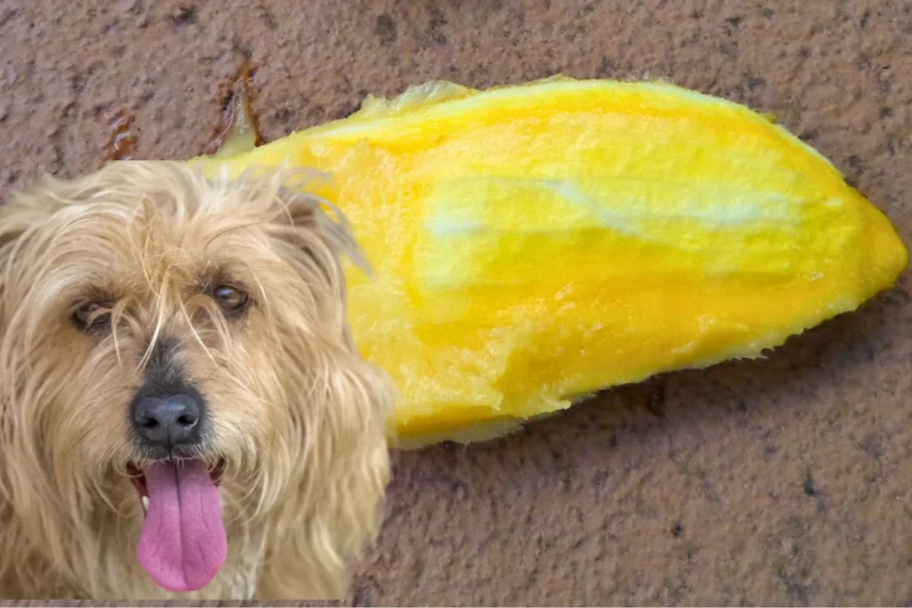 Caroço de Manga Sai nas Fezes do Cachorro