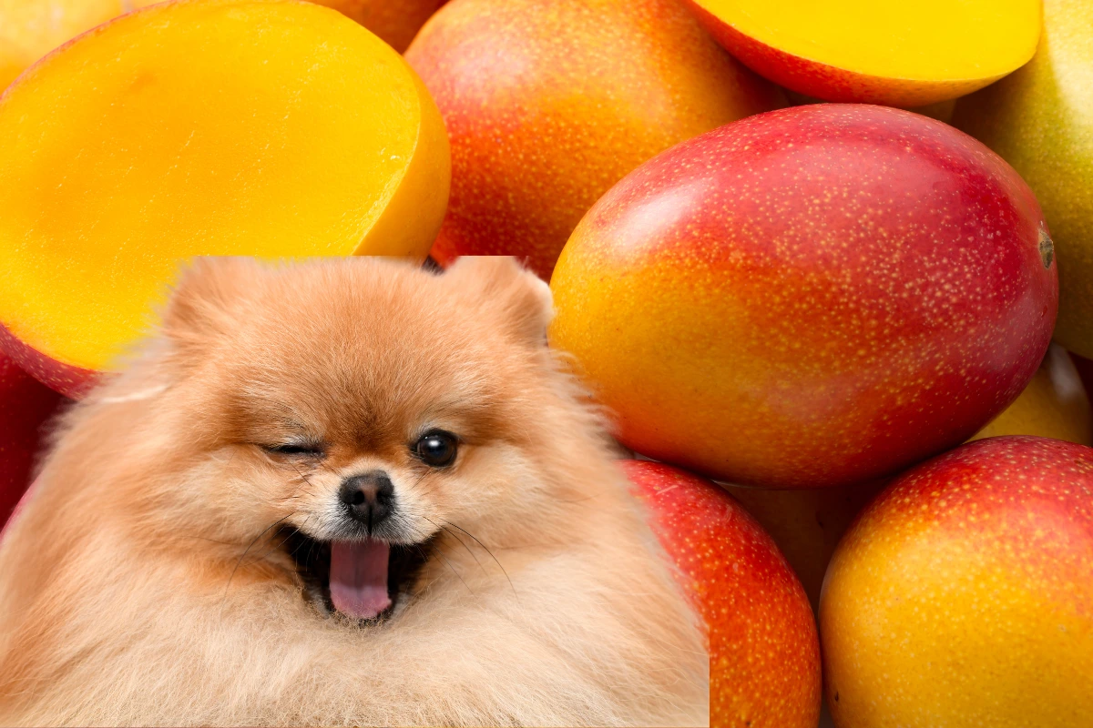 Como Tirar Caroço de Manga do Cachorro