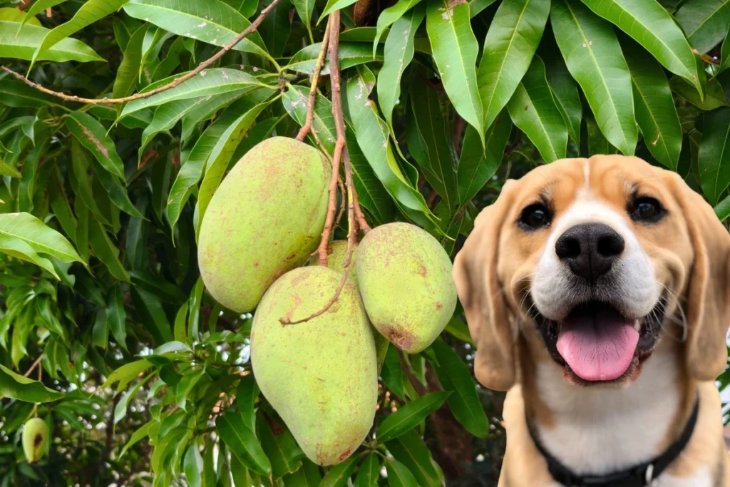 Folha de Manga Faz Mal para Cachorro