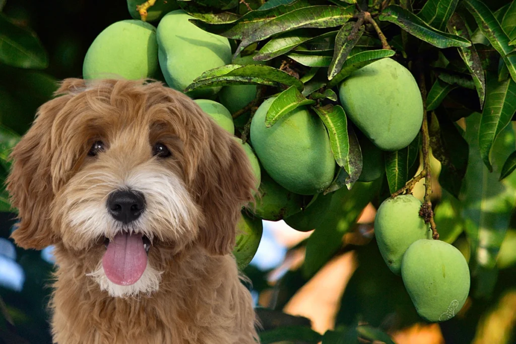 Folha de Manga Faz Mal para Cachorro