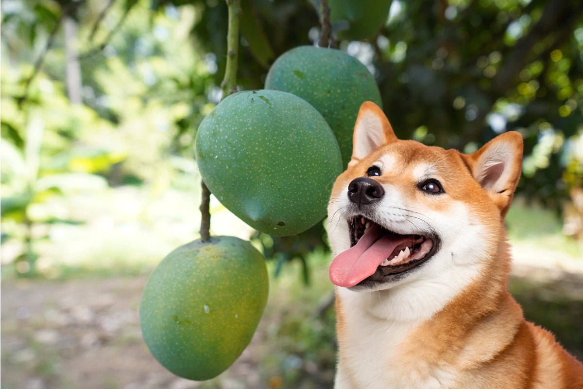 Folha de Manga Faz Mal para Cachorro