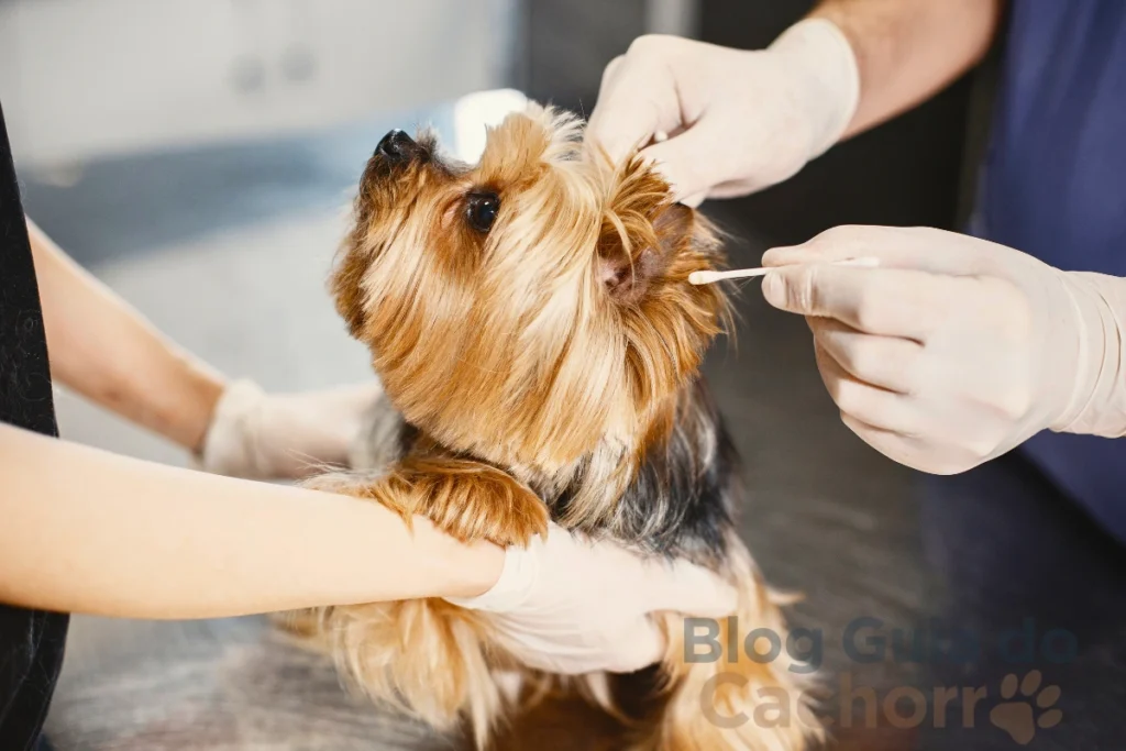 Verme de Manga em Cachorro