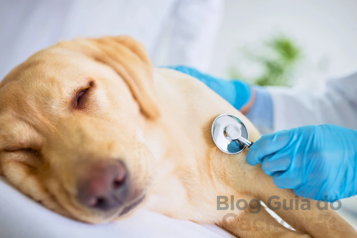 Verme de Manga em Cachorro