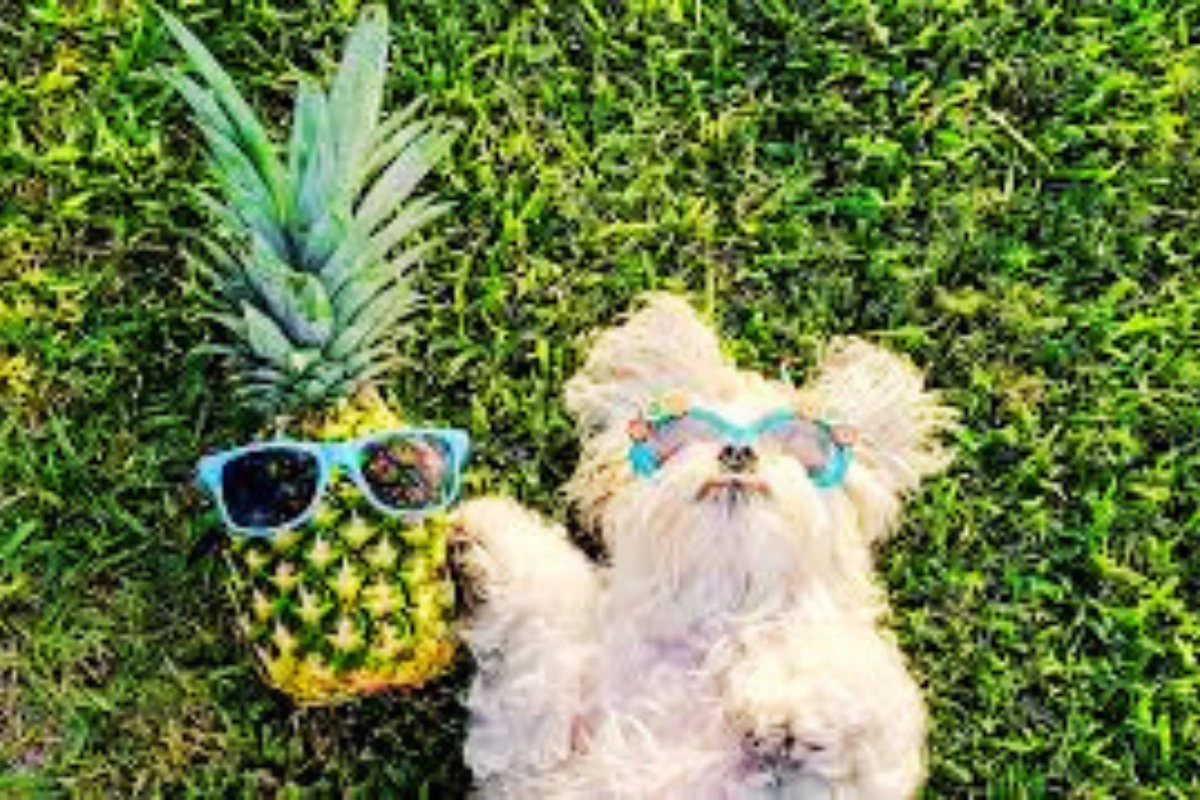 Cachorro pode comer abacaxi6