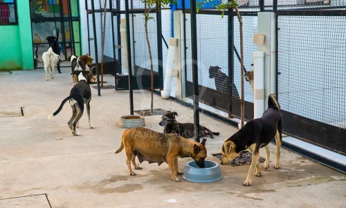 Adoção de cachorro