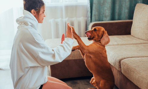 100 Nomes para Cachorro Fêmea