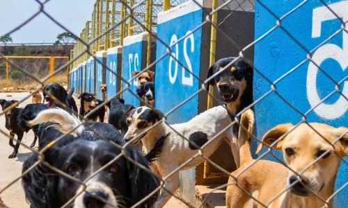 Adoção de cachorro