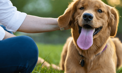 Dia Mundial do Cachorro 26 de Agosto