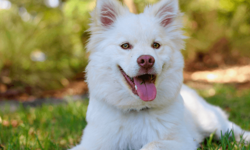 Sonhar com Cachorro Branco