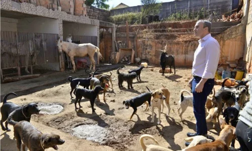 Adoção de cachorro