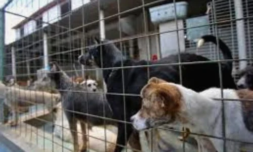 Adoção de cachorro