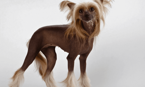 Chinese Crested 20 Cachorros Mais Caros do Mundo