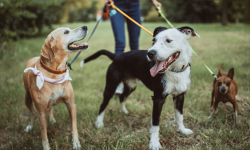 5 motivos para passear com cachorro2