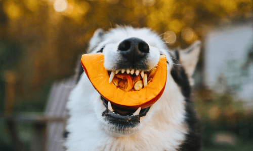 Alimentos que Cachorro Pode Comer
