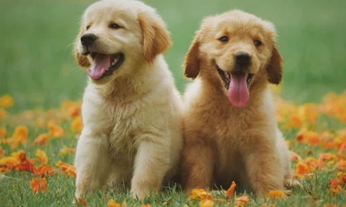 Até Quantos Meses o Cachorro Come Ração de Filhote