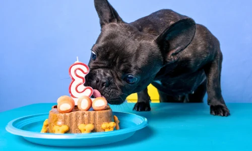 O bolo de ração para cachorro surge como uma alternativa saudável e prática, garantindo que o pet aproveite o momento sem riscos à sua saúde.