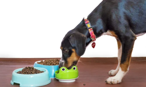 Cachorro Adulto pode Comer Ração de Filhote