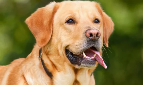 Cachorro Babando o que Fazer