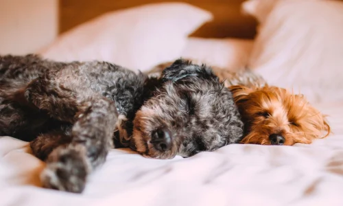 Cachorro Dormir de Olho Aberto