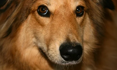 Cachorro Empolado o que Fazer