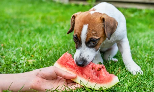 Cachorro Pode Comer Casca de Melancia