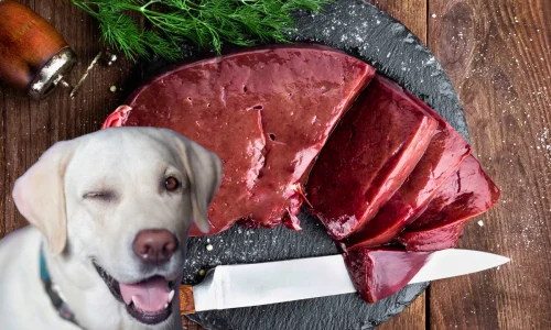 Cachorro Pode Comer Fígado de Boi