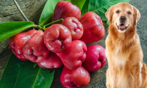 Cachorro Pode Comer Jambo
