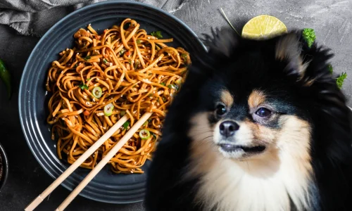 Cachorro Pode Comer Macarrão