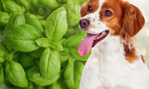 Cachorro Pode Comer Manjericão