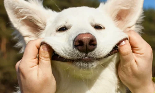 Cachorro Pode Comer Moela de Boi