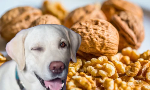 Cachorro Pode Comer Nozes