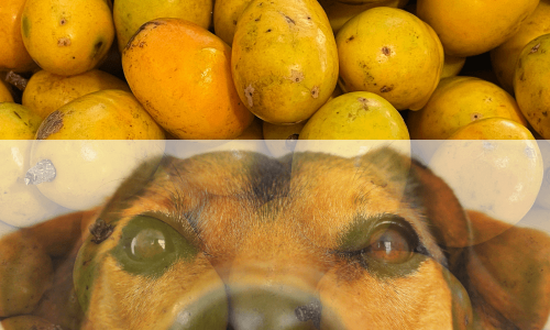 Cachorro Pode Comer Siriguela