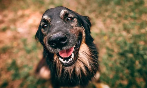 Cachorro Respirando com Barulho