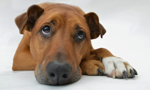 Cachorro com Anemia o que Fazer