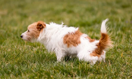 Cachorro com Diarreia Pode Comer Ração