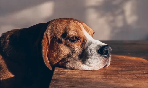 Cachorro com Epilepsia o que Fazer