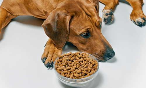 Cachorro com gastrite pode comer ração