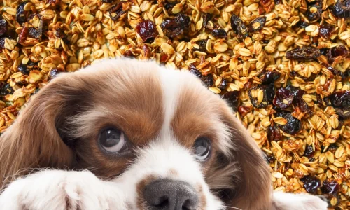 Cachorro pode comer granola