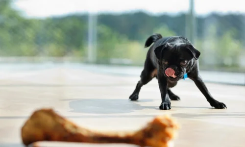 Cachorro pode comer osso de galinha 