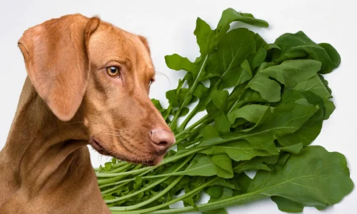 Cachorro pode comer rucula